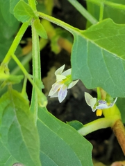 Solanum emulans