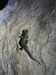 Speleomantes supramontis