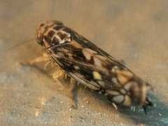 Scaphoideus nigrellus