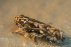 Scaphoideus nigrellus