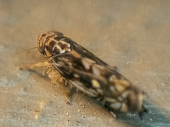 Scaphoideus nigrellus