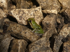 Hyla sarda