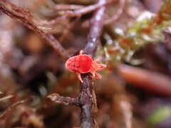 Trombidioidea