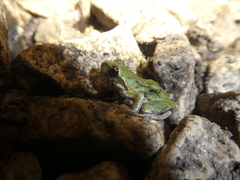 Hyla sarda