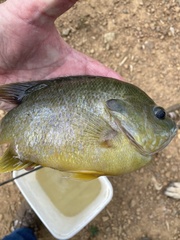 Lepomis macrochirus × cyanellus