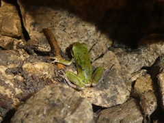Hyla sarda