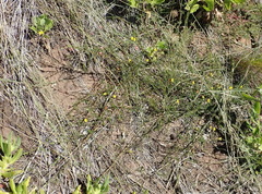 Aspalathus biflora longicarpa
