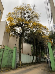 Handroanthus umbellatus