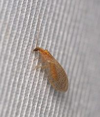 Hemerobius