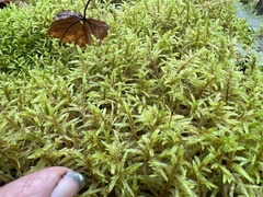 Pleurozium schreberi