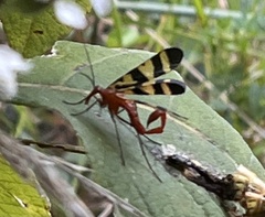 Panorpa nuptialis