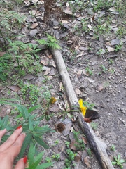 Gyrocheilus patrobas