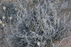 Convolvulus austroafricanus