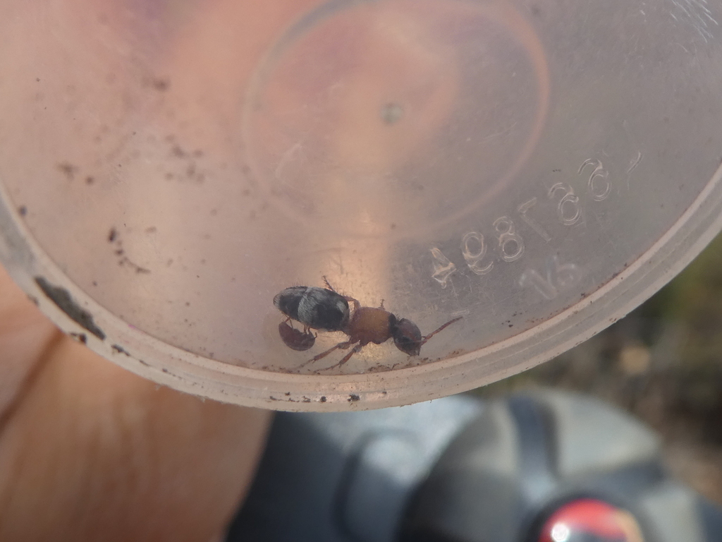Smicromyrme perisii