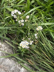 Symphyotrichum firmum