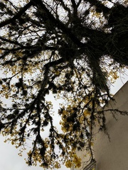 Handroanthus umbellatus