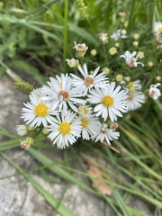 Symphyotrichum firmum