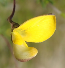Aspalathus biflora longicarpa