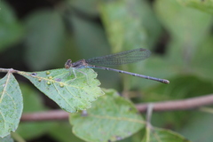 Argia apicalis