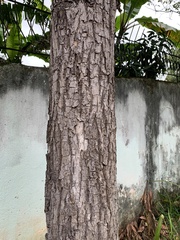 Handroanthus umbellatus