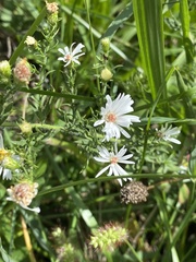 Symphyotrichum firmum