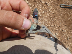 Oedipoda fuscocincta