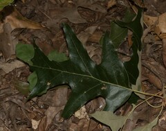Quercus falcata