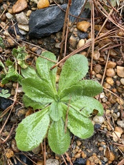Plantago virginica