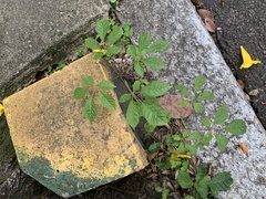 Handroanthus umbellatus