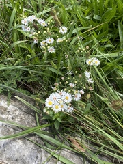 Symphyotrichum firmum