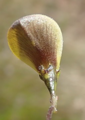 Aspalathus biflora longicarpa