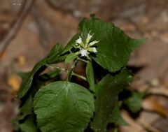 Ageratina aromatica