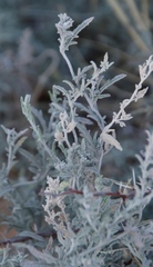 Convolvulus austroafricanus