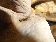 Speleomantes supramontis