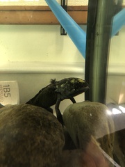 Ambystoma mexicanum
