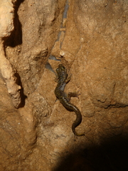 Speleomantes supramontis