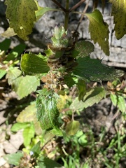 Dracocephalum parviflorum