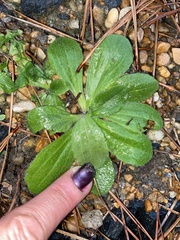 Plantago virginica