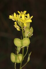 Biscutella laevigata