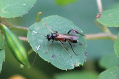 Linycus exhortator thoracicus