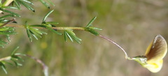 Aspalathus biflora longicarpa