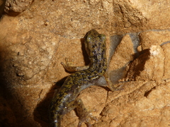 Speleomantes supramontis