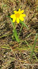 Bidens laevis
