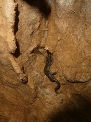 Speleomantes supramontis
