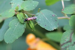 Linycus exhortator thoracicus