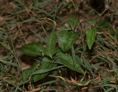 Smilax
