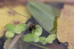 Microvelia americana