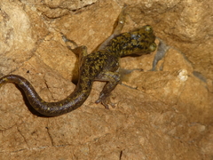 Speleomantes supramontis
