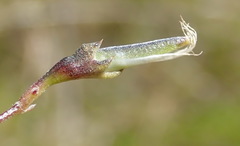 Aspalathus biflora longicarpa
