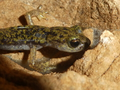 Speleomantes supramontis